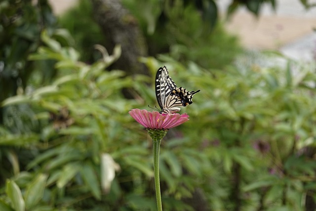 防守节奏