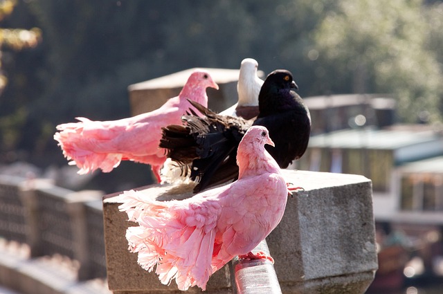 不仅违反了 不仅违反了
