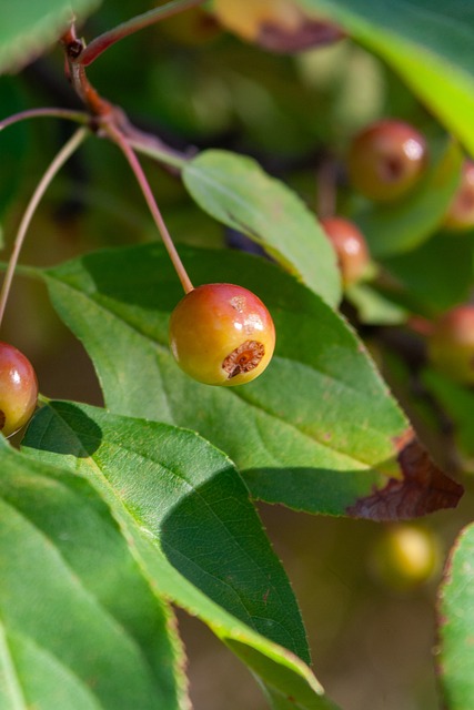 传播范围则 传播范围则